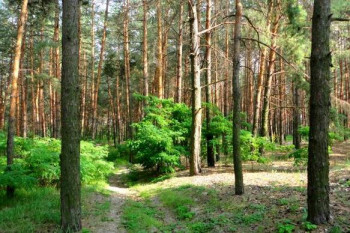 Земельный участок в Обухове 